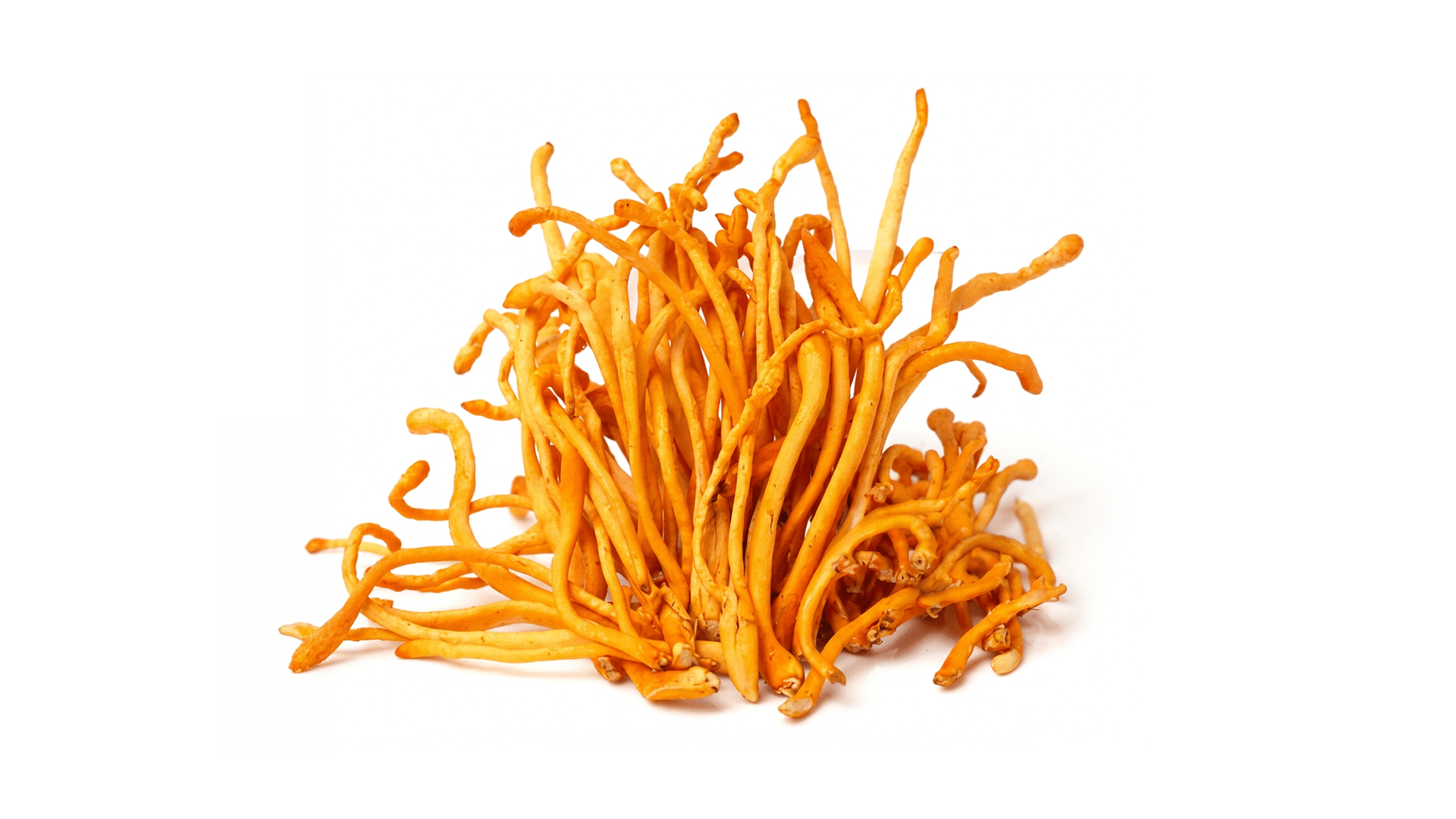 Cordyceps: benefici, proprietà ed effetti indesiderati del Cordyceps Sinensis