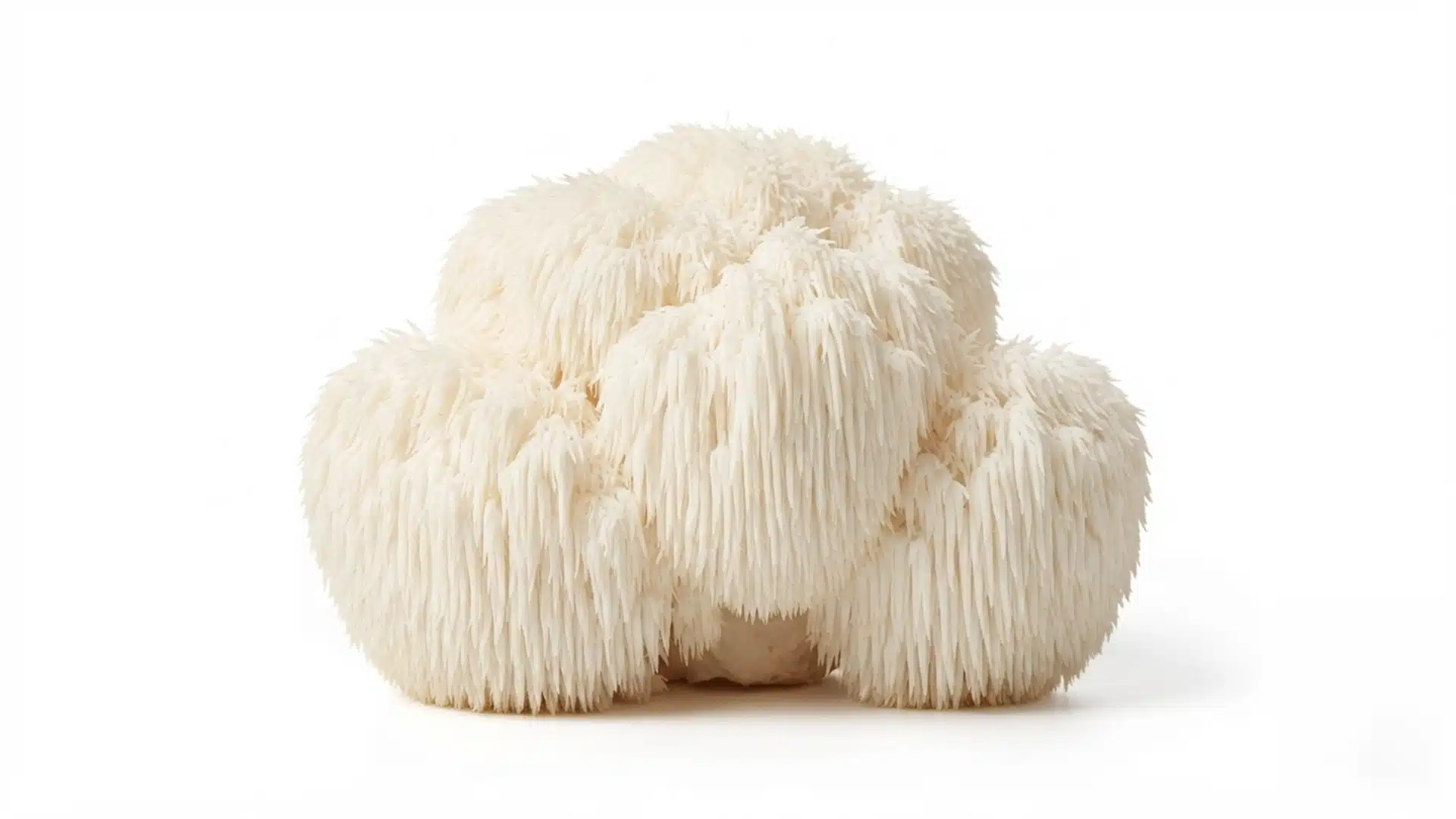 Lion’s Mane (Hericium erinaceus): effetti e benefici del fungo Criniera di Leone
