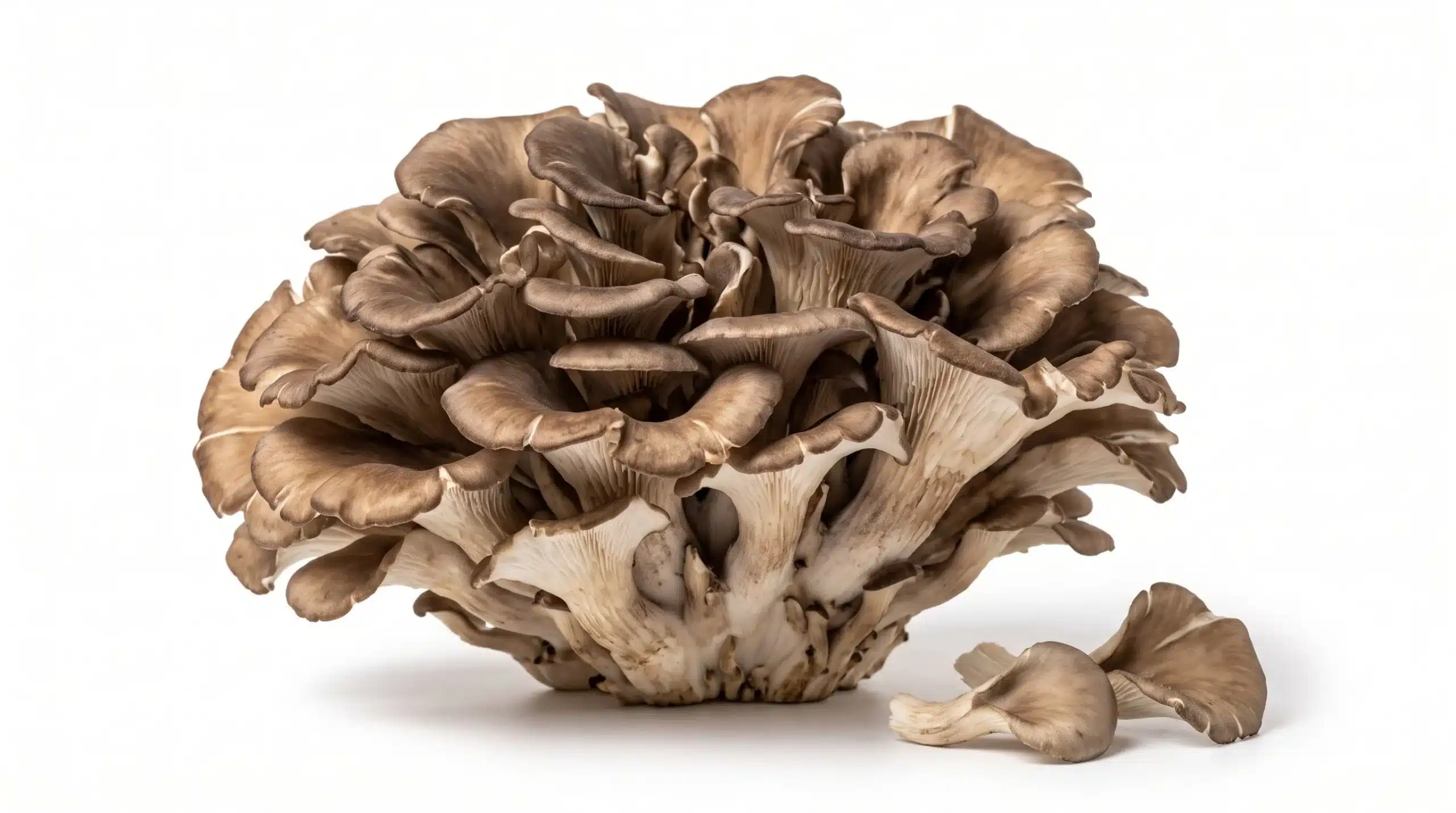 Maitake: proprietà, benefici e controindicazioni