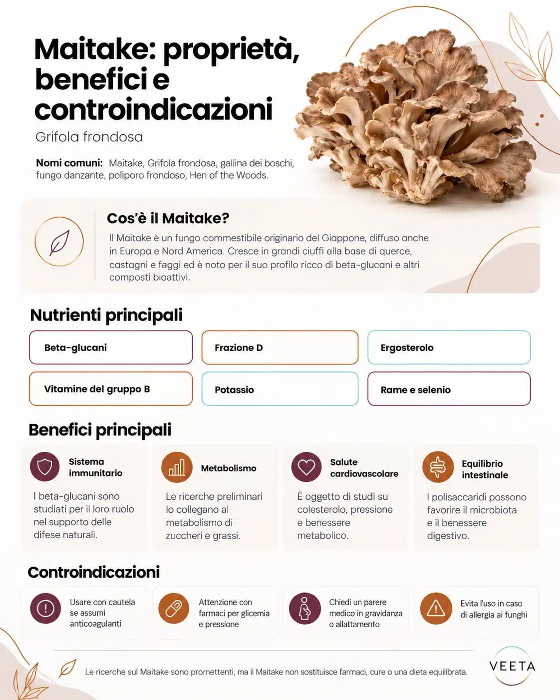 Infografica Maitake: proprietà, beta-glucani, benefici per immunità e metabolismo e controindicazioni