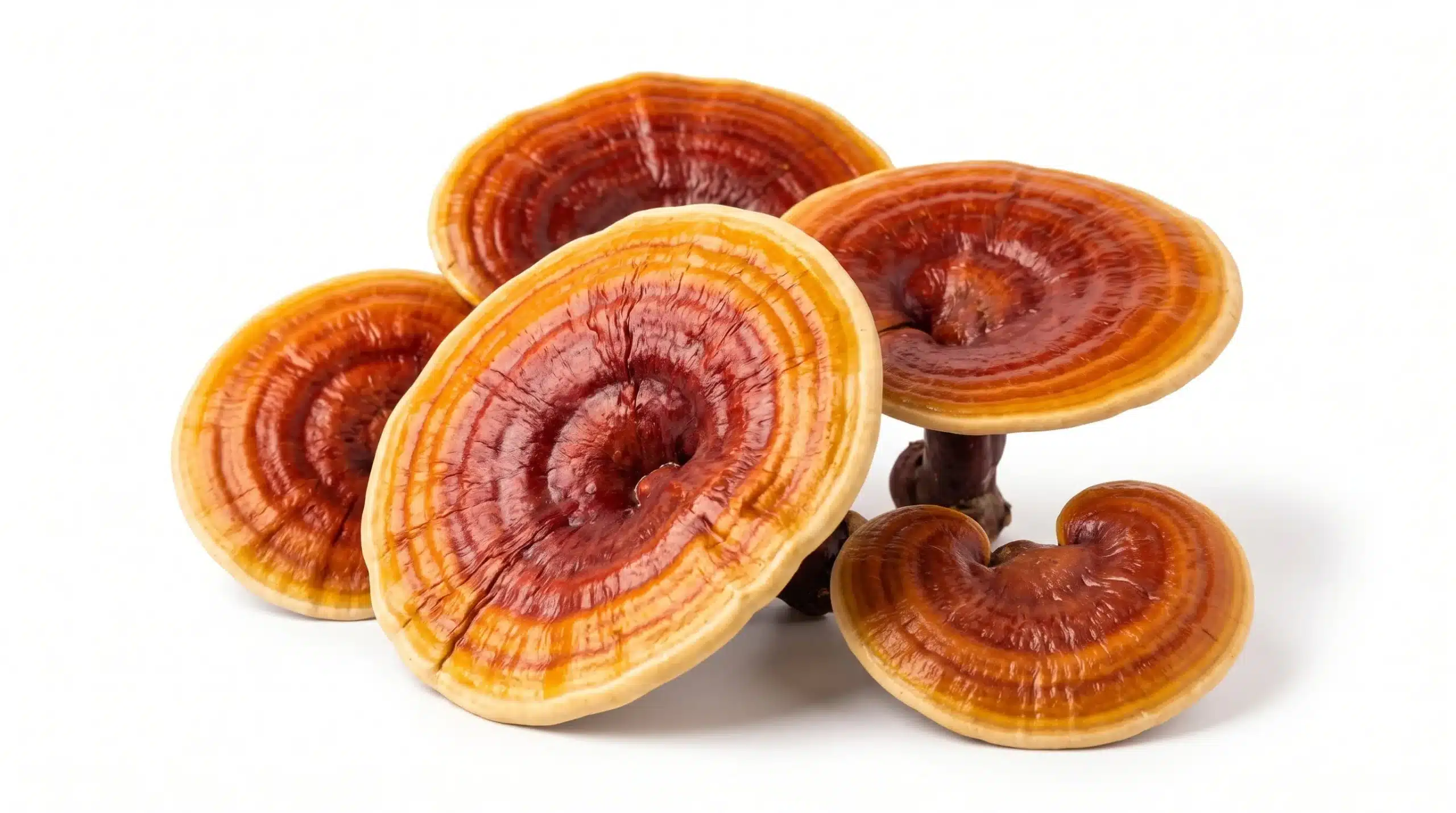 Reishi: proprietà, benefici ed effetti indesiderati del Ganoderma lucidum
