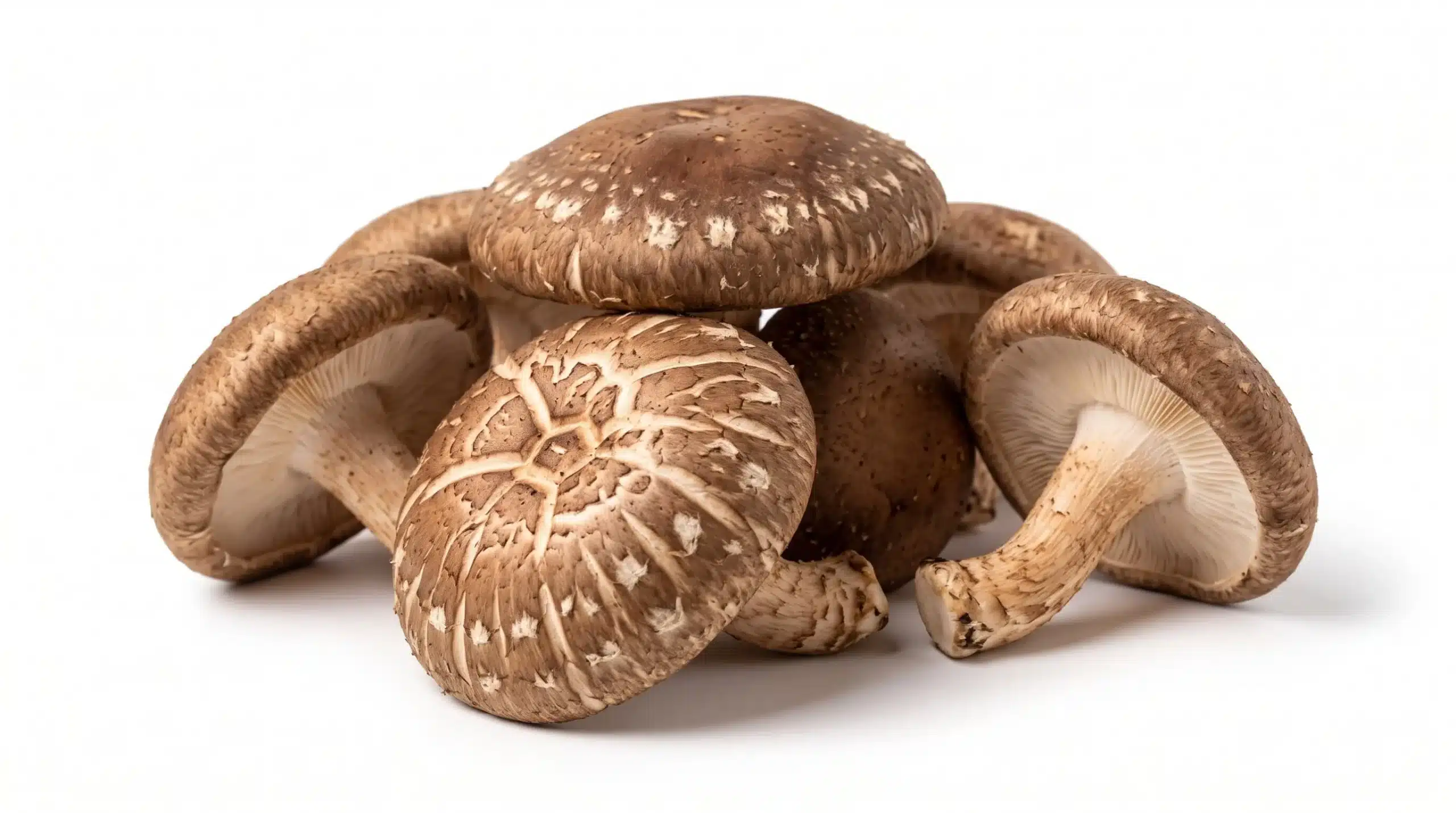 Shiitake: proprietà, storia e benefici del fungo medicinale Lentinula edodes
